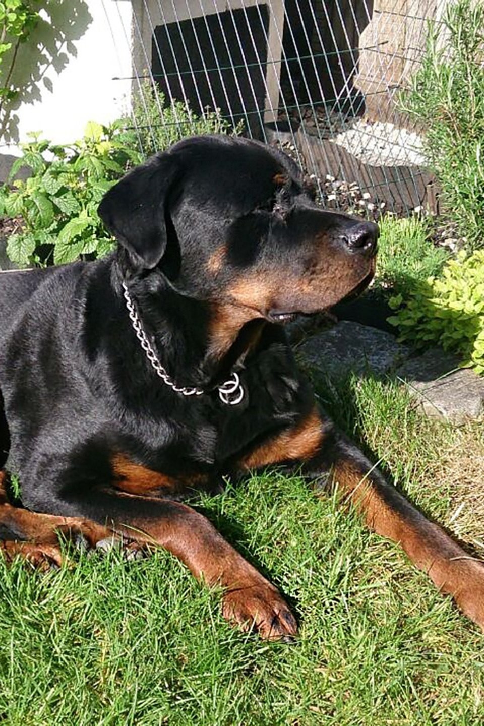 black beauty breed netflix